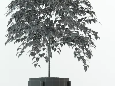 Plants collection 78 Modernica pots 3D model