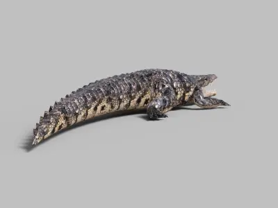 Animated Rigged  Crocodile  Low-poly 3D model