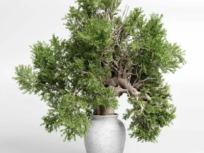 indoor plant 432 plant tree vase dirty concrete 3D model