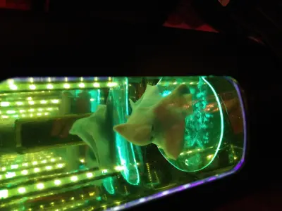 Finger Puppet - Ghost 3D print model