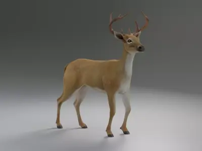 Deer realistic 3D model purchase