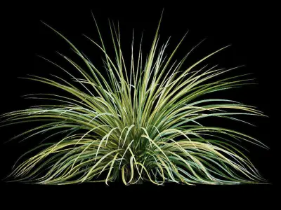 Yucca plant for the exterior 10 models 3D model