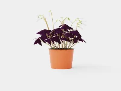 Oxalis triangularis Low-poly 3D model