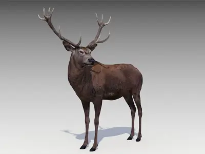 Red deer Low-poly 3D model