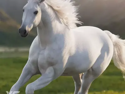 White Horse Animation VFX Grace 3D model