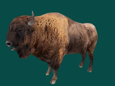 European Bison Male 3D model