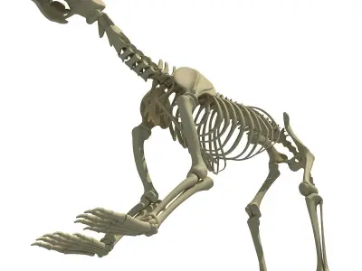 Anatomical Bear Skeleton 3D model