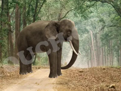 Elephant in circle 3D model