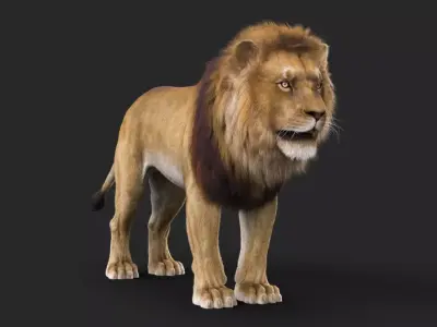 Realistic Lion Rigged  3D Model with XGen Fur- Animation  Ready Low-poly 3D model