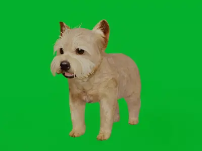 Yorkshire Terrier Puppy Dog Low-poly 3D model