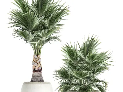 Decorative palm in a white flowerpot 818 3D model