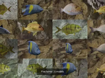 Five fishes 3D Model Collection