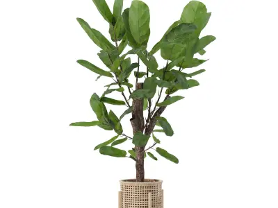 Ficus lyrata in modern flower pot 3D model shop