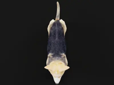 Pembroke Welsh Corgi Dog Low-poly 3D model