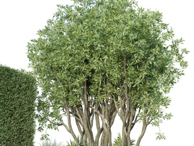 Garden plants set in a box - outdoor set 162 Low-poly 3D model