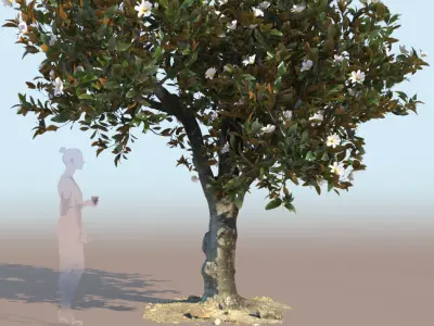 3 Ficus nitida trees 3D Model Collection