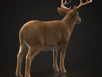 Deer RIG XGEN CORE 3D model