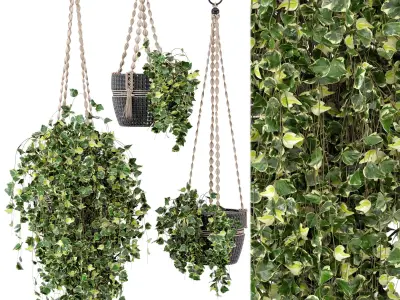 Indoor Plants in rusty Concrete Pot with Macrame - Set 17 3D model