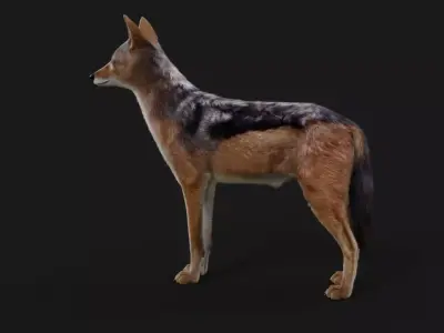 Black Backed Jackal Fur 3D model