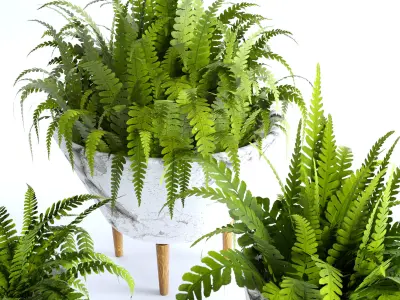 fern plan 3D model