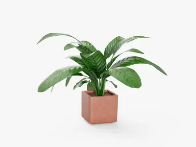 Plant in pot 3D model