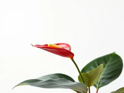 Anthurium Red Glossy Petals model pack Low-poly 3D model
