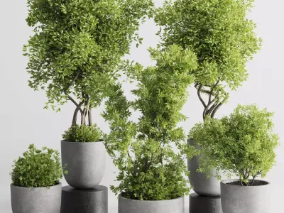 Indoor plant set 303 concrete vase plant tree bush pot Low-poly 3D model