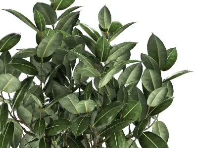 Ficus tree in a pot for the interior 864 3D model