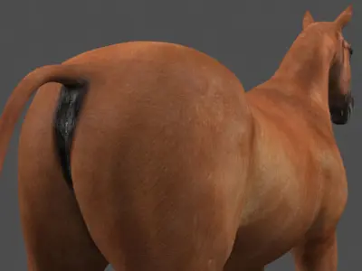 Farm and Forest Animal Pack HD - Animated 3D model