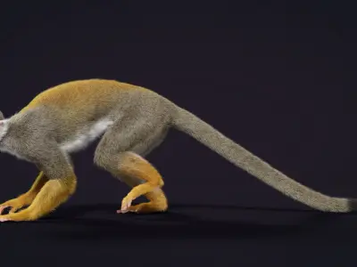 Squirrel Monkey Animated VFX Grace 3D model