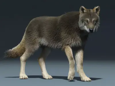 3d Wolf animal Animated Rigged wolf 3D model