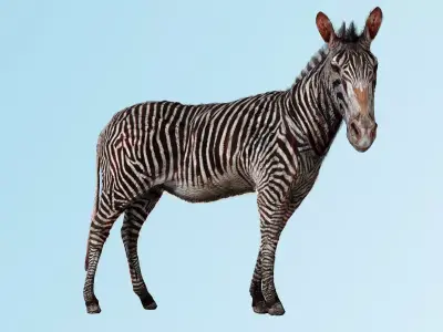 Zebra Zoological Specimen Low-poly 3D model