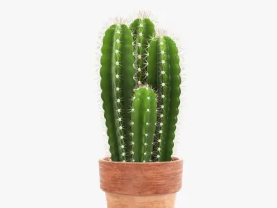 Cactus in planter pot 01 3D model