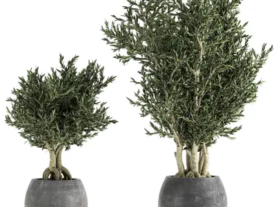 Decorative trees in a black flowerpots 805 3D model