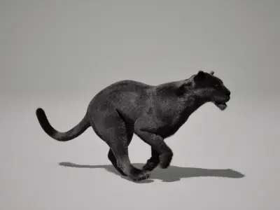 Black Jaguar Animated UNREAL project  Maya base rig 3D model