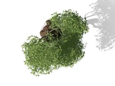 Decorative Out Door Tree Low-poly 3D model