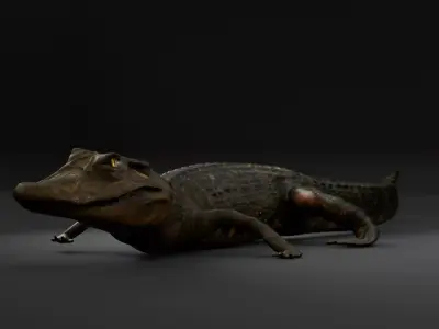 Black Caiman full rigged 3d model Low-poly 3D model