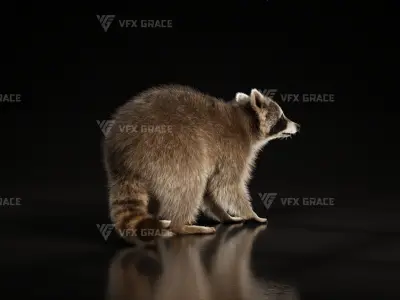 Racoon Animation  rigging  Blender 3D model