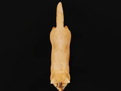 Long-haired Abyssinian Cat 3D model