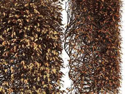 4diffrent bush Dwarf Yaupon Holly Box Spherical Cone Winter Free 3D model