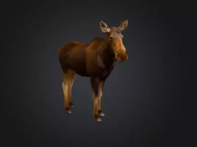 Photorealistic Female Moose Low-poly 3D model