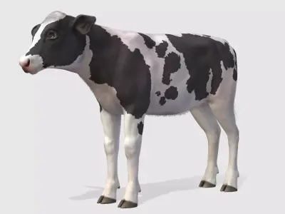 Calf realistic Low-poly 3D model