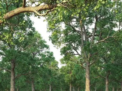 White Oak Set 3D model