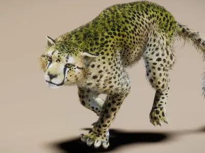 Cheetah 3D model shop