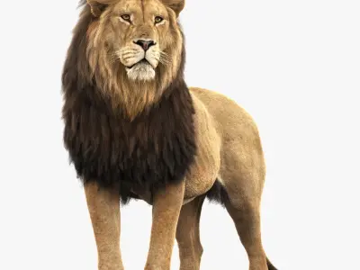 Lion C RIG XGEN CORE 3D model