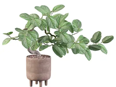 Ficus benghalensis 3D model