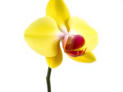 Orchid Flower Model Pack with PBR Textures Low-poly 3D model purchase