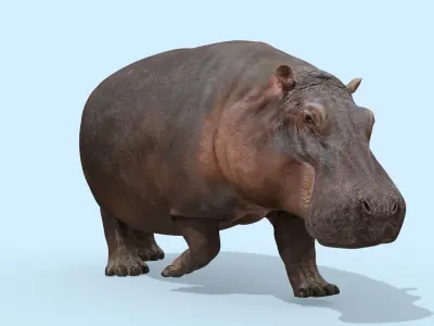 Super Hippo 8K - Animated 3D model