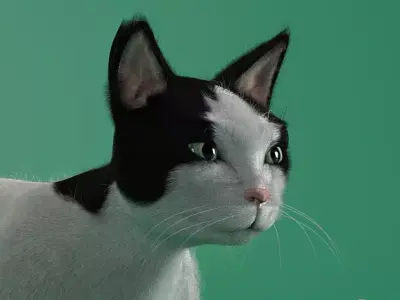 Black and White Cat 3D model buy
