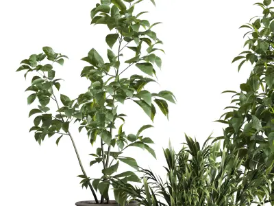 indoor plant set 344 ficus palm concrete dirty vase Low-poly 3D model